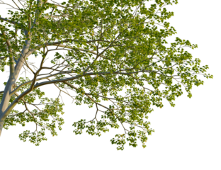 Cornus controversa tree corner view, cutout, isolate, 4k PNG, Tree branch with lush green leaves isolated on transparent background for versatile design use