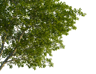 Gymnocladus dioica tree corner view, cutout, isolate, 4k PNG, Elegant green tree branches with lush leaves on a transparent background, perfect for adding a natural touch to designs and projects
