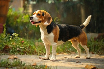 tricolor beagle standing on a sunlit garden path with grass and fallen leaves, alert and happy expression