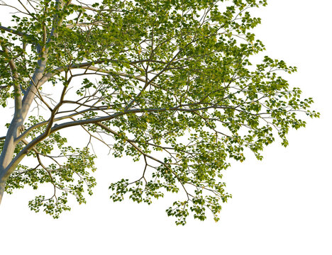 Cornus controversa tree corner view, cutout, isolate, 4k PNG, Tree branch with lush green leaves isolated on transparent background for versatile design use