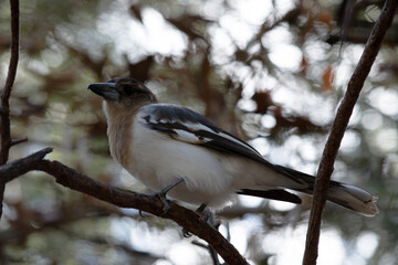 Obraz premium this is a young pied butcher bird