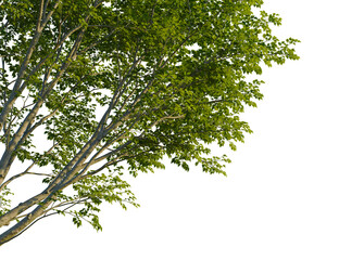 Obraz premium Ulmus carpinifolia tree corner view, cutout, isolate, 4k PNG, Isolated tree branch with lush green leaves on a transparent background, 