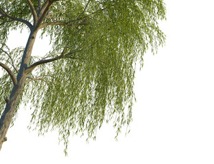 Ulmus x hollandica tree corner view, cutout, isolate, 4k PNG, Isolated tree branch with lush green leaves on a transparent background, 