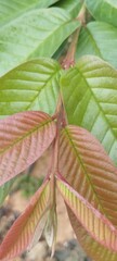 A close-up of young, reddish-brown leaves growing on a branch