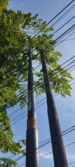 Two utility poles standing side-by-side amidst green tree foliage
