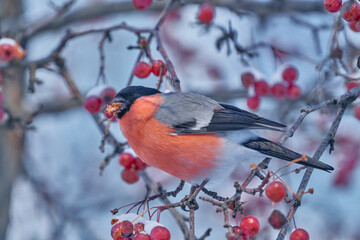 Eurasian Bullfinch (Pyrrhula pyrrhula) male bird eats wild berries on a winter day.
