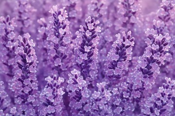 Obraz premium close-up of dense purple lavender flower spikes with delicate tiny petals conveying calm and serenity