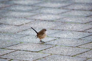 The female fairy wren in looking for food on the path