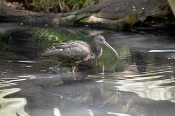 the glossy ibis is walking in the pond