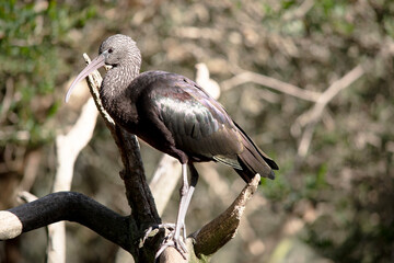 the glossy ibis is perched on a tree