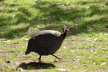 the helmeted guinea fowl is looking for food in the grass