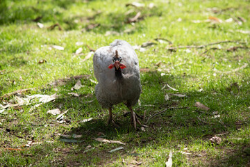the helmeted guinea fowl is looking for food in the grass