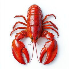 bright red cooked whole lobster with large claws and long antennae on a clean white background, glossy shell and appetizing presentation conveying freshness and indulgence