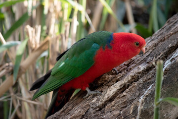 the austrralian king parrot is perched on a branch