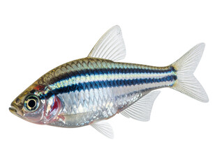 Fototapeta premium Realistic Whole Zebra Danio Fish With Blue-White Stripes PNG