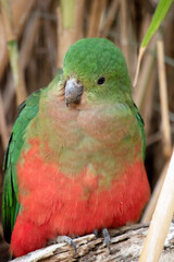 this is a close up of a female king parrot