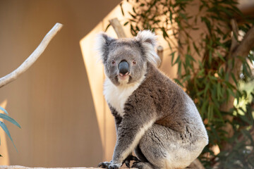 this is a side view of a koala