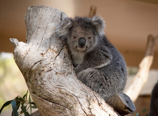 the koala is sitting in the fork of a tree