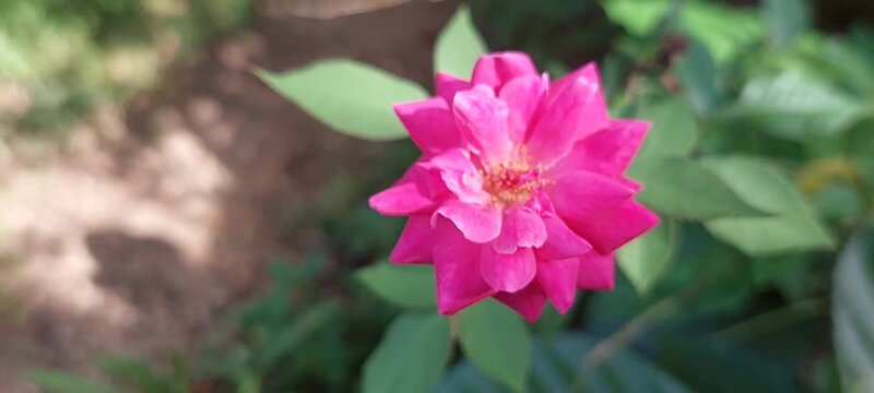 close-up view of a red rose 