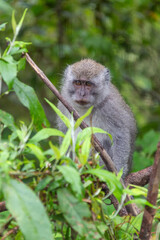 Fototapeta premium Thoughtful macaque monkey perched on branch amidst green foliage with natural light, looking directly at camera, ideal for wildlife conservation campaign