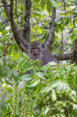 Fototapeta premium Thoughtful monkey perched in a tree, surrounded by lush foliage, captured in natural light, inviting contemplation about nature's beauty and the interconnectedness of life
