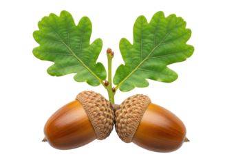 Two plump brown acorns and green oak leaves on a vibrant branch, high-angle macro shot on a transparent studio background with copy space, precise botanical study