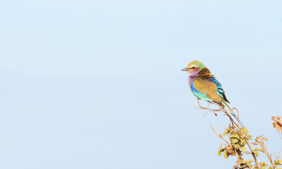 lilac-breasted roller (Coracias caudatus) catching early morning low light showing off its full colour range