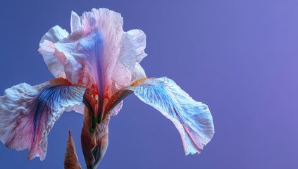A vibrant iris flower displays a stunning mix of pastel pinks, blues, and reds against a serene, gradient backdrop of periwinkle and violet.