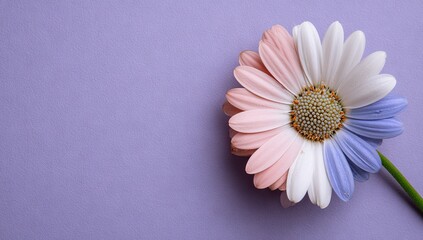 A vibrant, pastel-hued daisy with pink, white, and light-blue petals rests gently against a muted lavender backdrop.