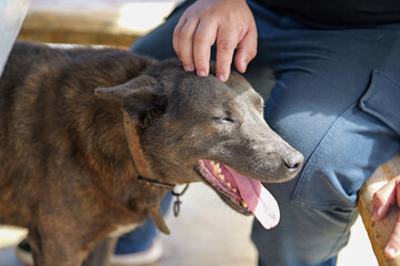 Happy Dog Being Petted