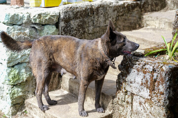 Brindle Dog Standing on Stone Steps Outdoors