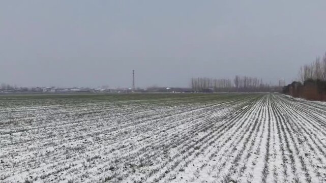 Central China, China - January 1 2026: Low altitude aerial drone shot over farmland in central China during winter. Young green crops, likely winter wheat, are visible in neat rows through a light lay