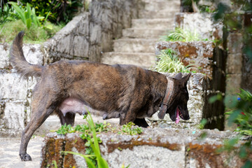 Brindle Dog Standing on Stone Steps Outdoors