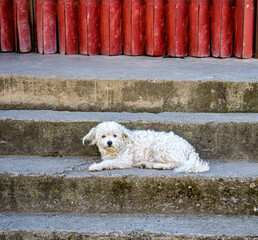 White Fluffy Dog Resting on Old Concrete Steps