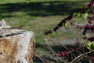 Lizard on Weathered Tree Stump in Sunlit Garden Park With Green Foliage and Palm Trees. Stands in a...