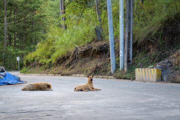 Dogs Resting on a Quiet Mountain Road in Sagada