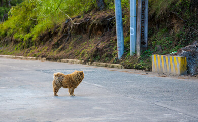 Fluffy Dog Standing on a Quiet Mountain Road