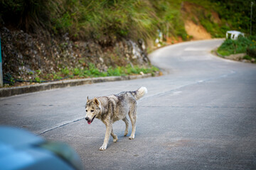 Stray Dog Walking on an Empty Mountain Road