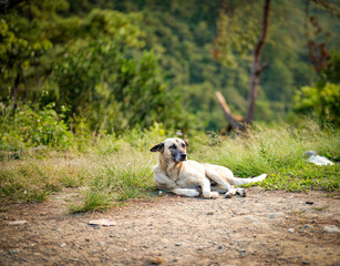 Relaxing Dog in Sagada Nature