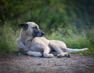 Relaxing Dog in Sagada Nature