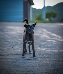 Curious Black Stray Puppy Standing on a Road