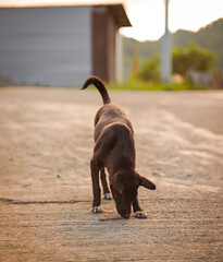 Black Puppy Picking Up a Stick on the Road