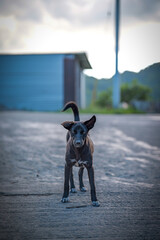 Curious Black Stray Puppy Standing on a Road