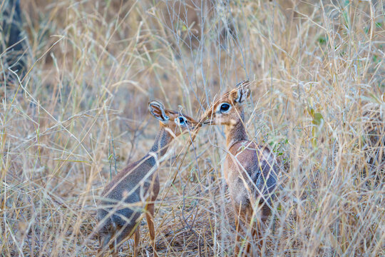 Two Dik dik (Madoqua kirkii.) looking toward one and other blend with long dry grass, only about 30 cm high it is one of the smallest antelopes