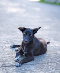 Black Stray Dog Lying on a Concrete Road in Sagada