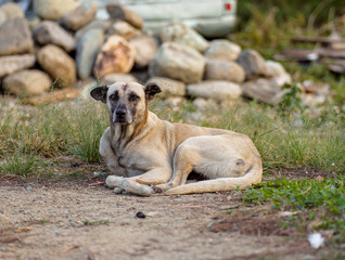 Stray Dog Resting on Dirt Road Near Old Vehicles