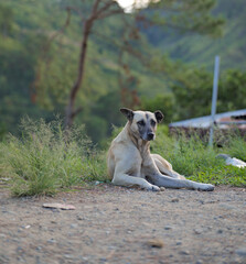 Relaxing Dog in Sagada Nature