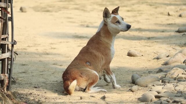 Stray Dog Resting on Sandy Rural Path in
Daylight
