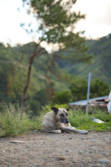 Relaxing Dog in Sagada Nature