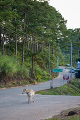 Dog Walking on Quiet Rural Road in Sagada